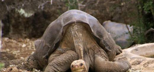 Lonely George dog - världens mest kända sköldpadda Kamerun svart noshörning
